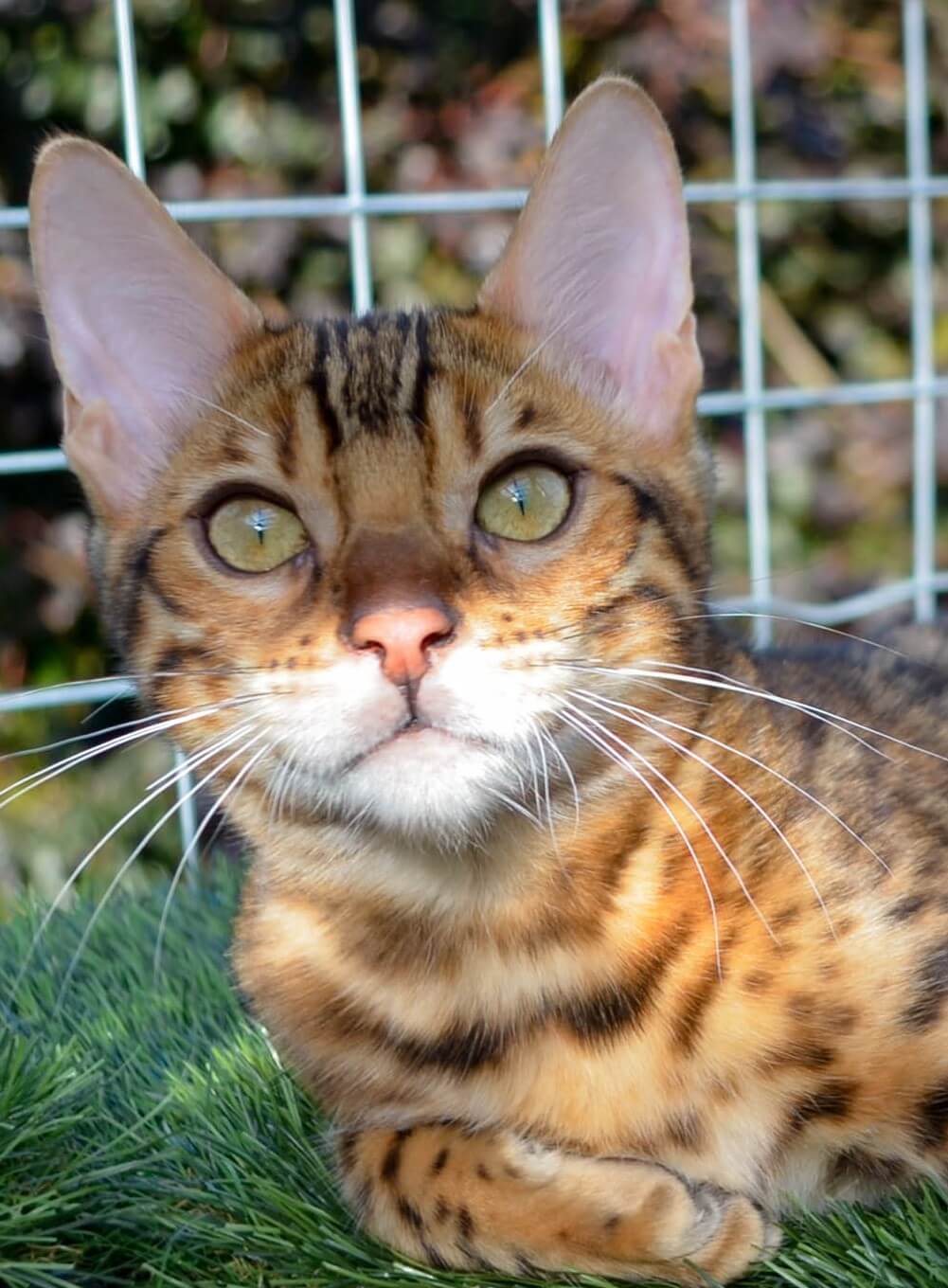 red and brown bengal cat